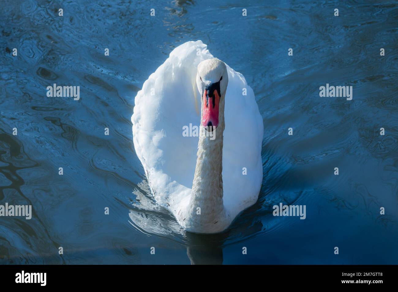 Close up mute swans near the lake during the winter in Denmark Stock