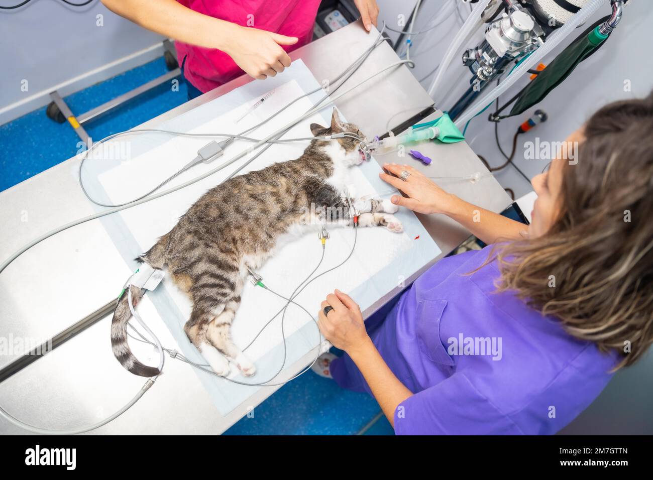 Veterinary clinic, cat on the operating table with the nurses looking ...