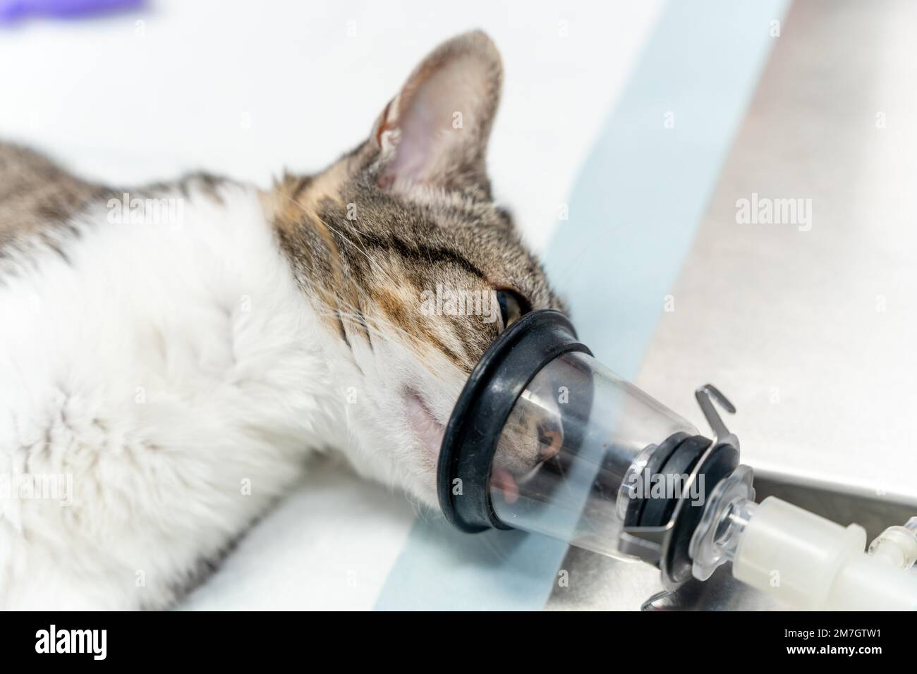Veterinary clinic, a cat on the operating table receiving anesthesia to put him to sleep Stock