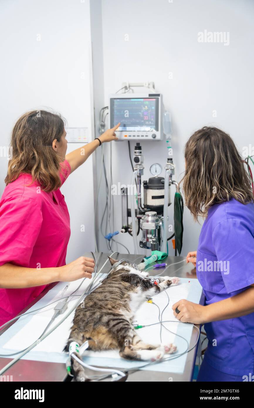 Veterinary clinic, two veterinarians checking the constants and the