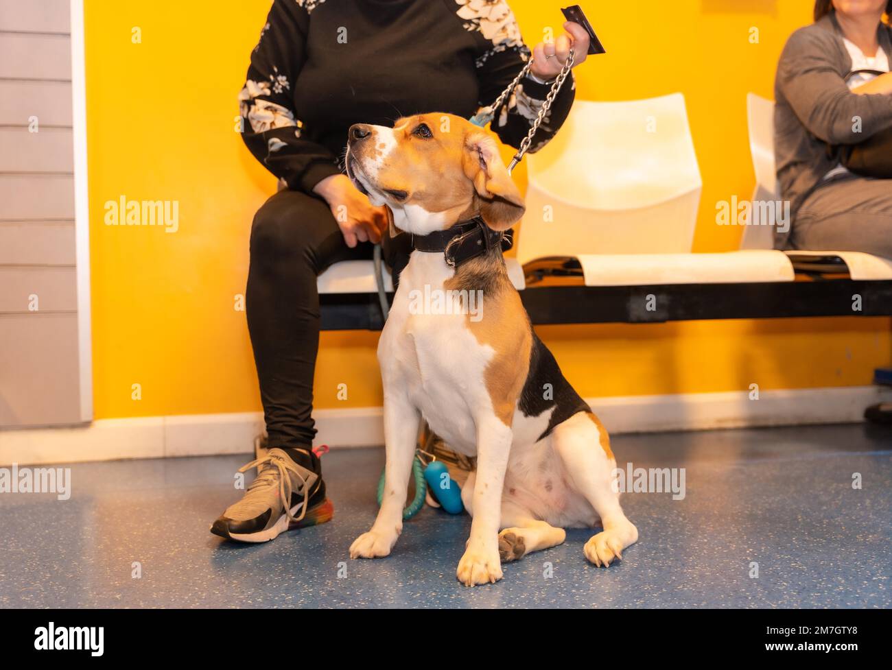 Veterinary clinic, a dog waiting to be seen on a leash Stock Photo