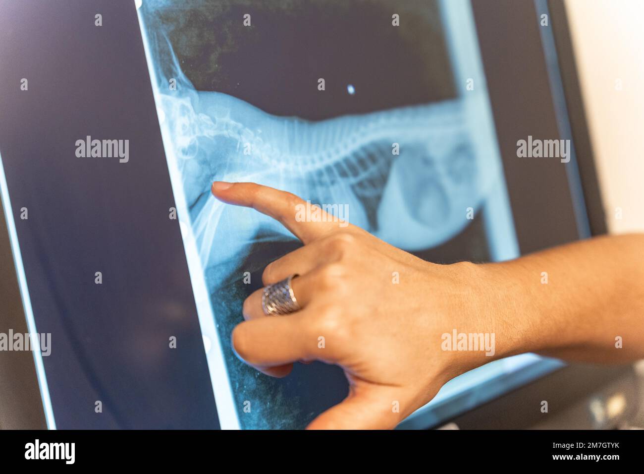 Veterinary clinic, veterinarian reviewing the x-ray of the dog to be ...