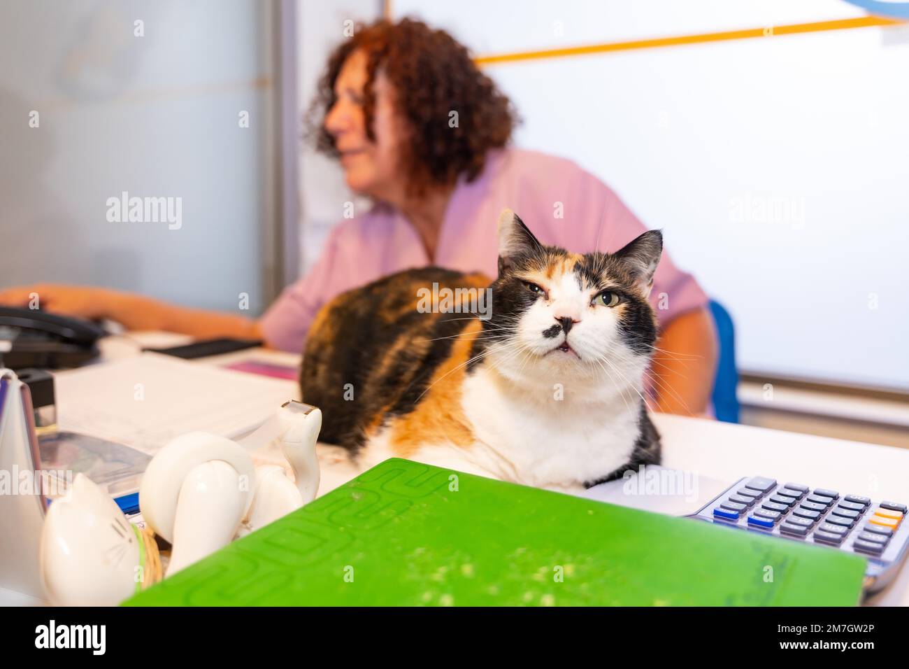 Veterinary clinic, head of the clinic at the table with the computer ...