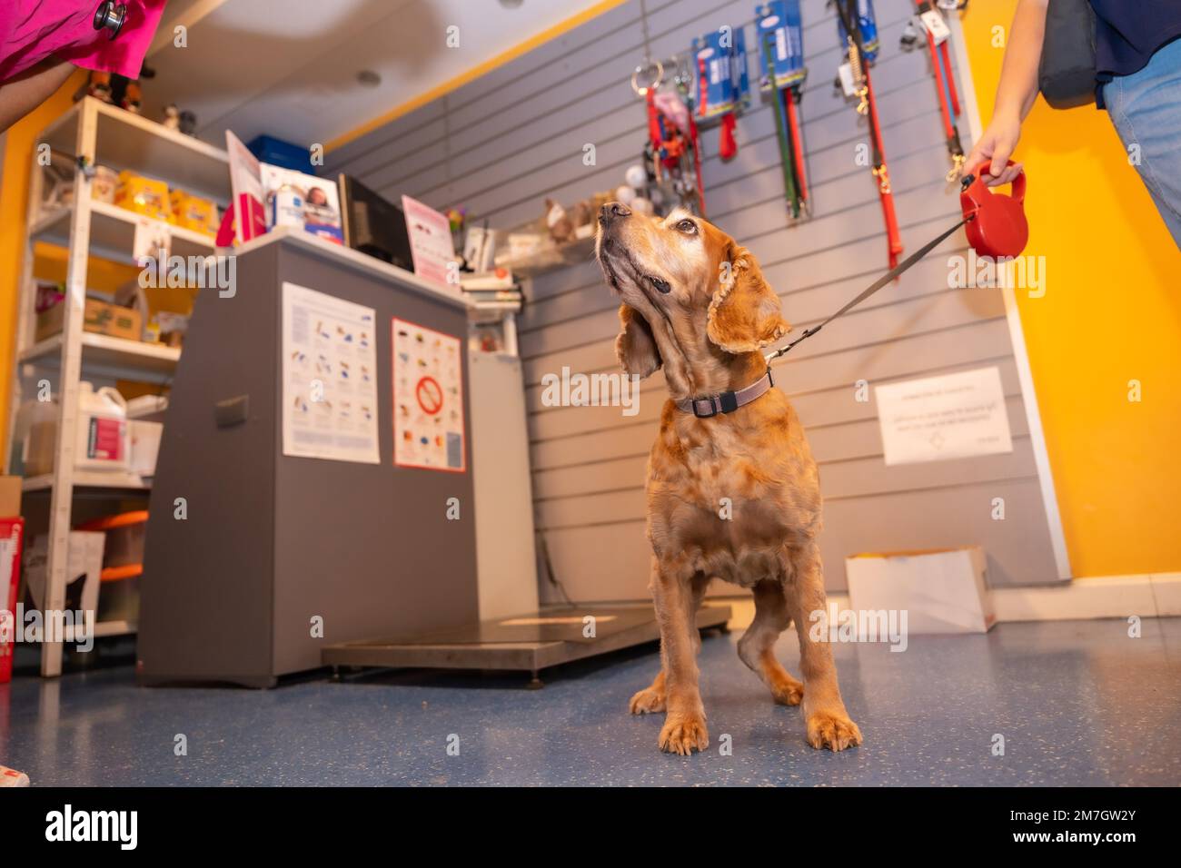 Veterinary clinic, a dog waiting to be treated at the entrance on the leash Stock Photo