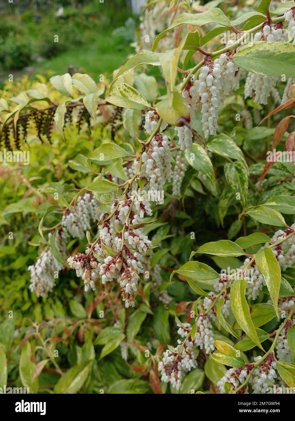 A vertical shot of the dog hobble plant (Leucothoe fontanesiana) with laurel and green leaves Stock Photo