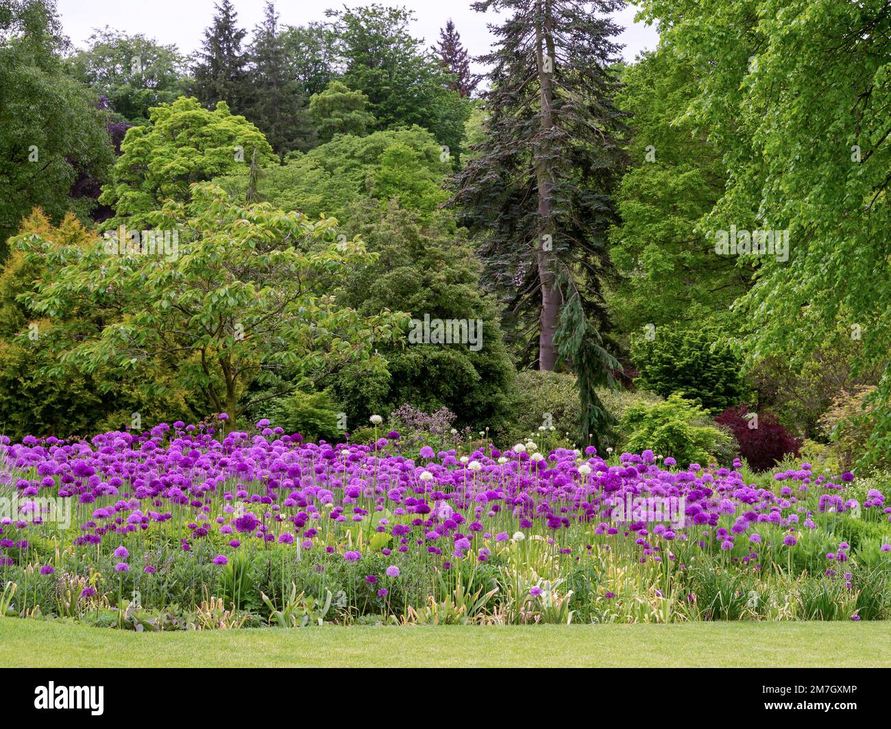 Purple Alliums flowering in a woodland garden Stock Photo