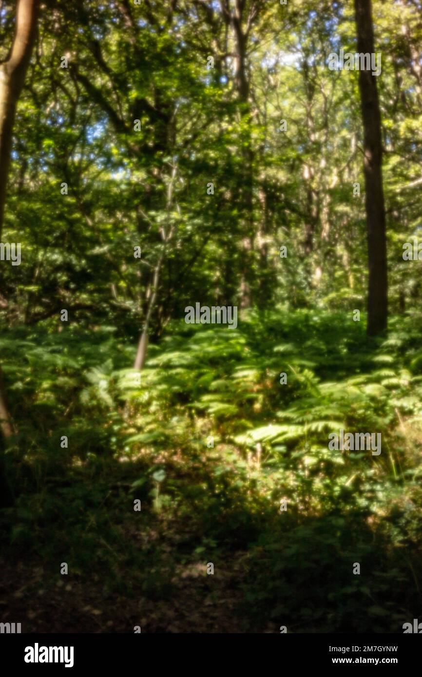 Natures chaos; natural environmental patterns formed by shapes in an