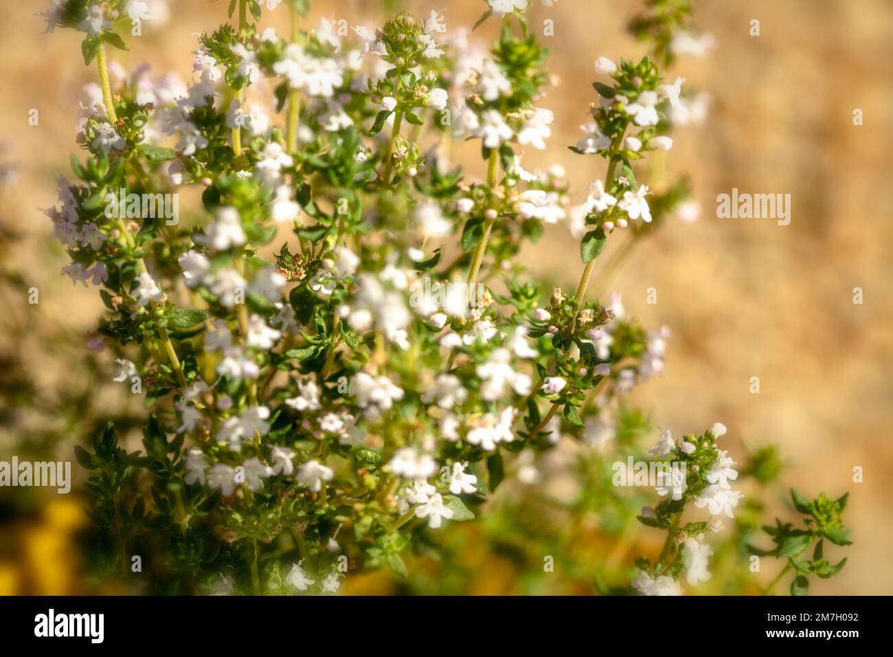 Natural close-up food ingredient of garden Thyme in flower Stock Photo