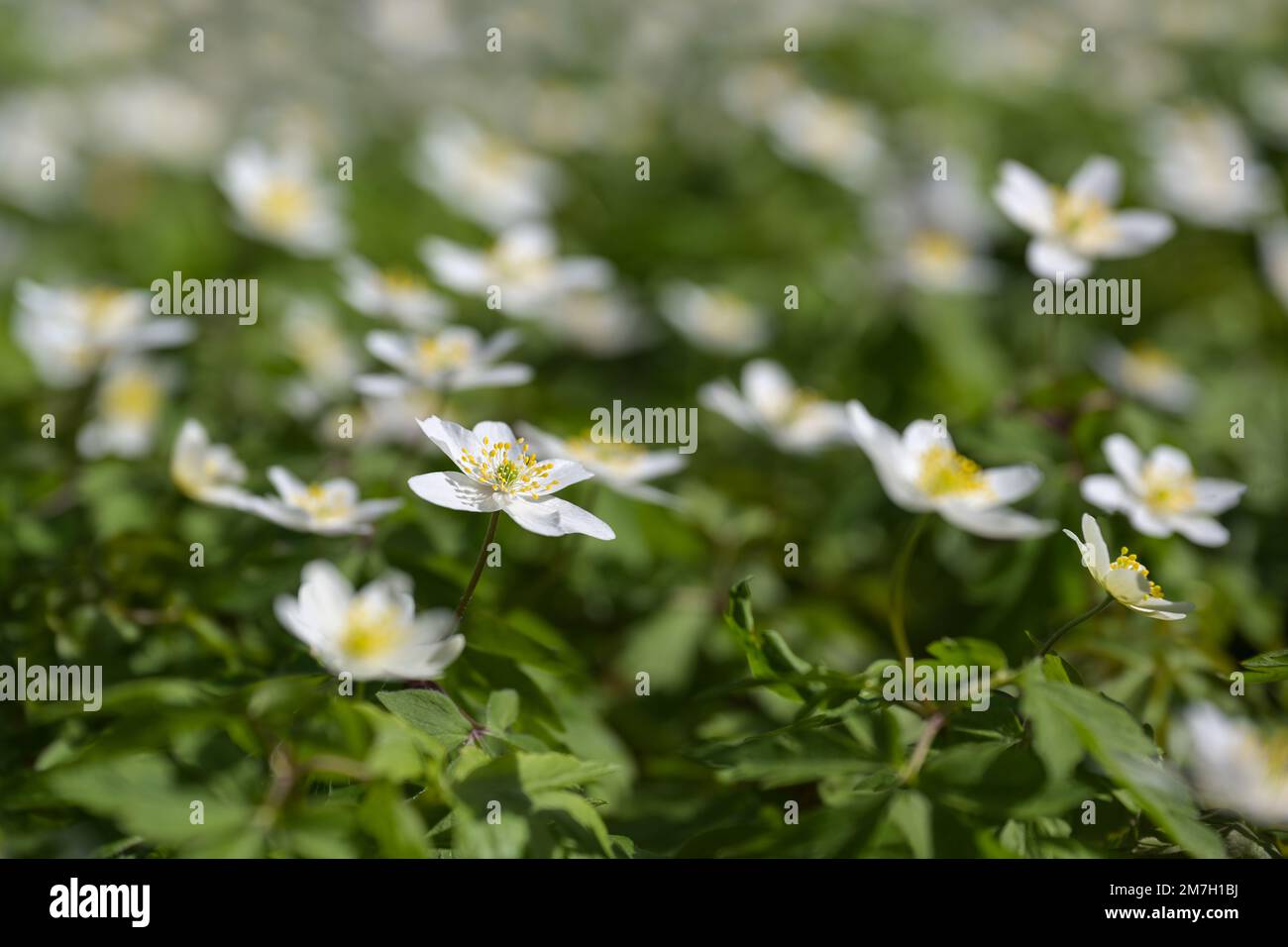 Blooming white wood anemone (Anemonoides nemorosa) like a spring carpet on the forest floor in early spring, copy space, selected focus, narrow depth Stock Photo