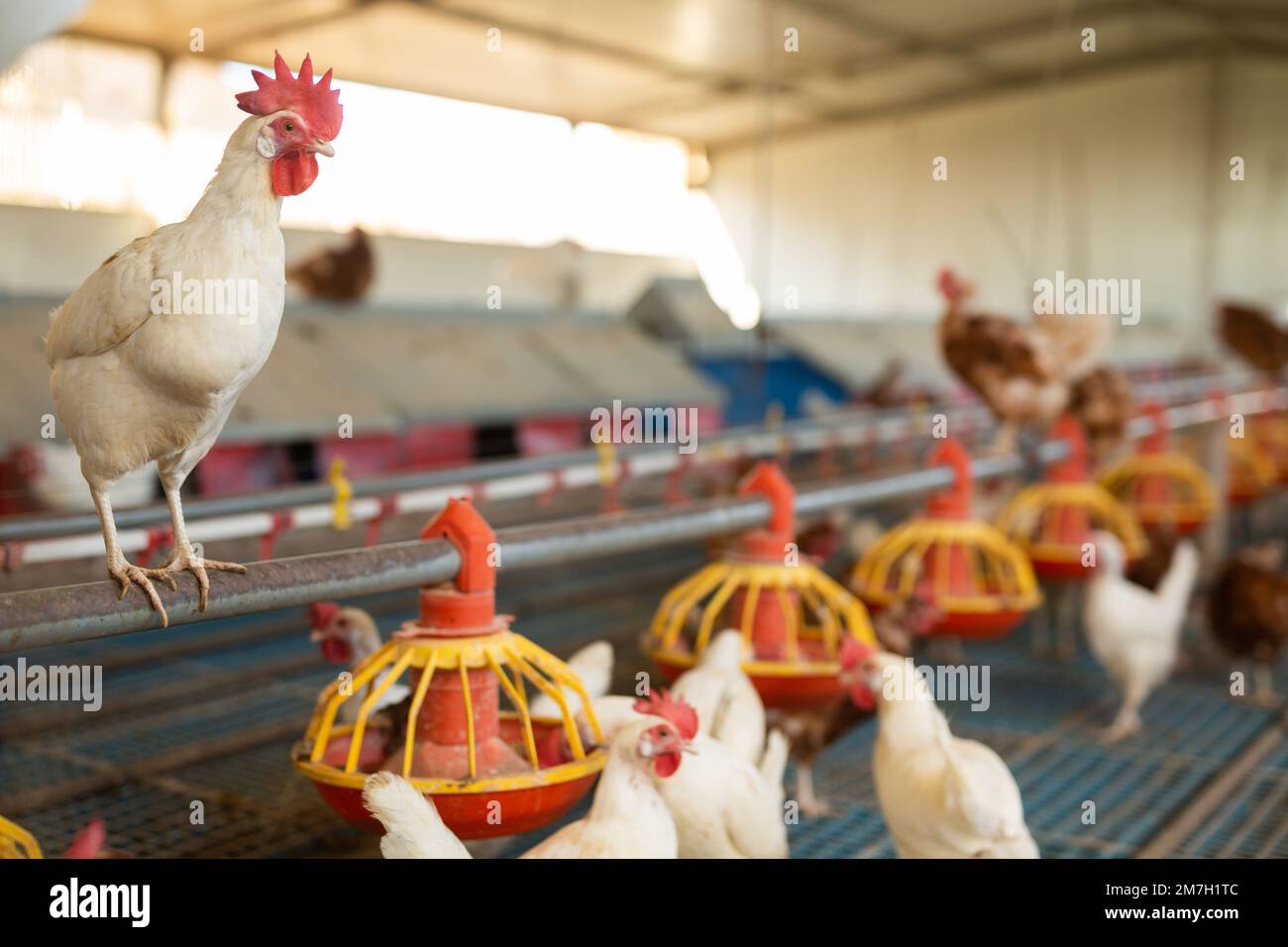 Chicken coop farm. Indoors chicken farm, chicken feeding Stock Photo