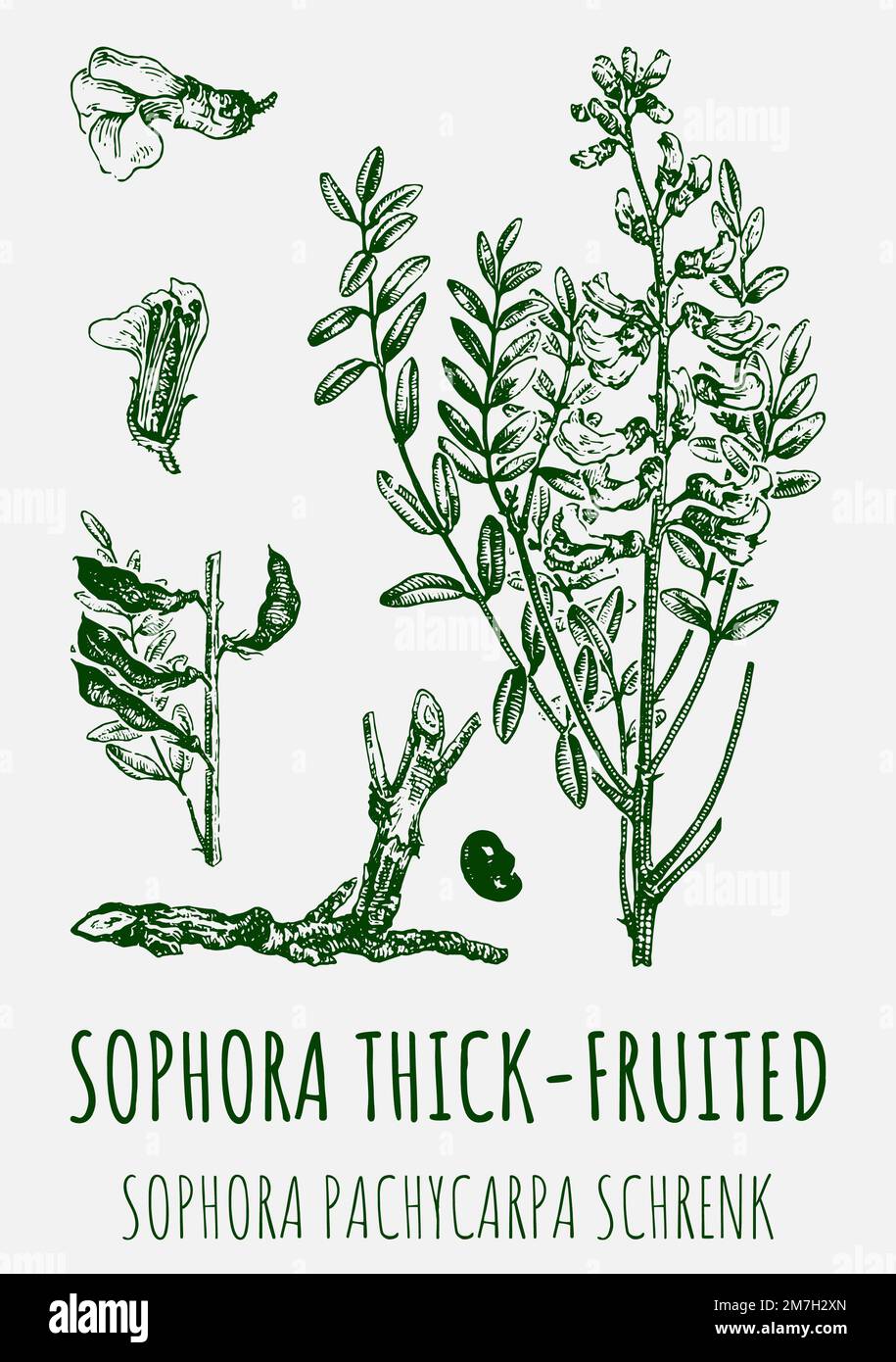 Drawings of Sophora thick-fruited. Hand drawn illustration. Latin name SOPHORA PACHYCARPA. Stock Photo