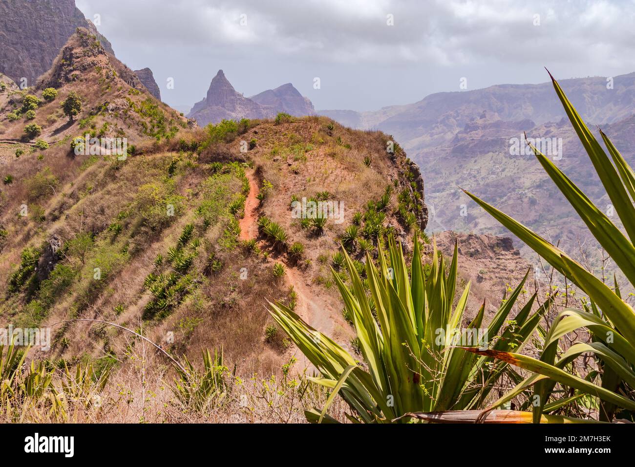 Endemic plants to cape verde hi-res stock photography and images - Alamy