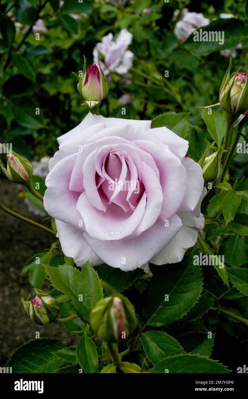 Purple Rose in full splendor at Cantigny Gardens in Illinois. Stock Photo