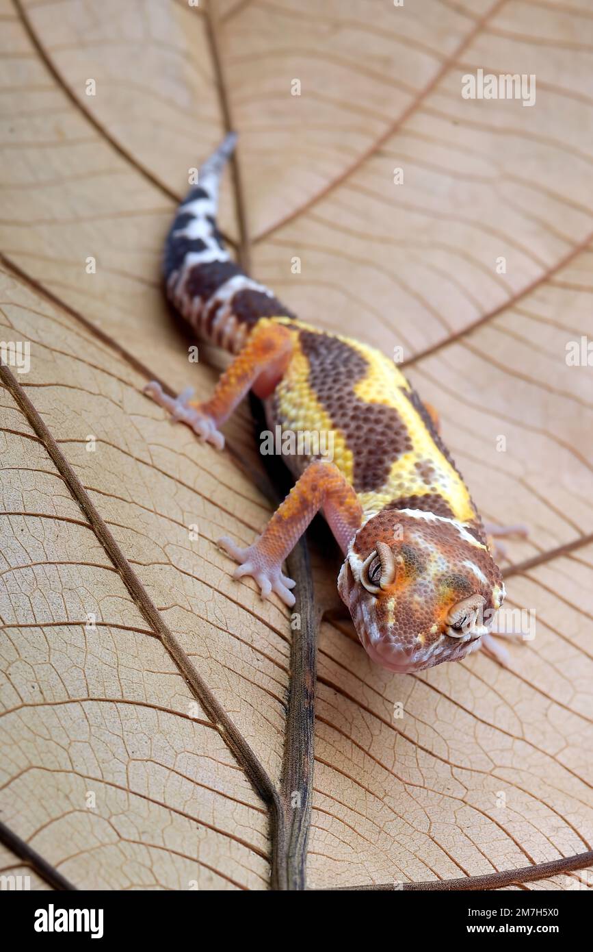 Leopard gecko on a leaf Stock Photo