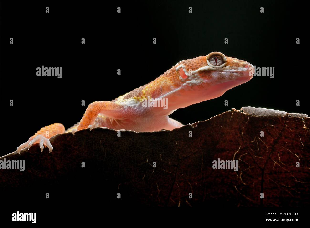 Leopard gecko on a leaf Stock Photo