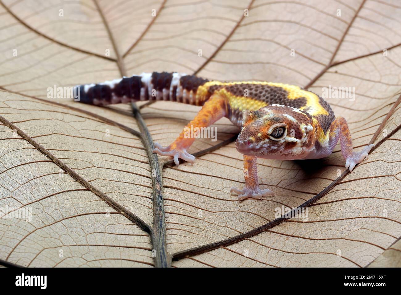 Leopard gecko on a leaf Stock Photo