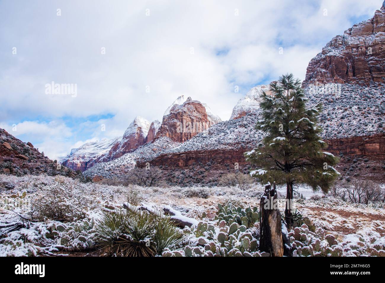 Winter snowfall in Zions National Park, Utah, USA. This magnificent