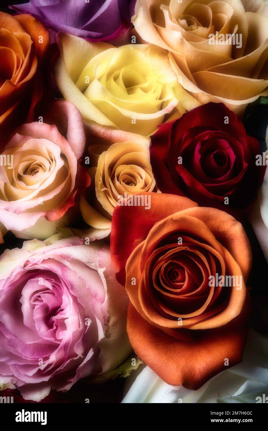 Mixed bouquet hi-res stock photography and images - Alamy