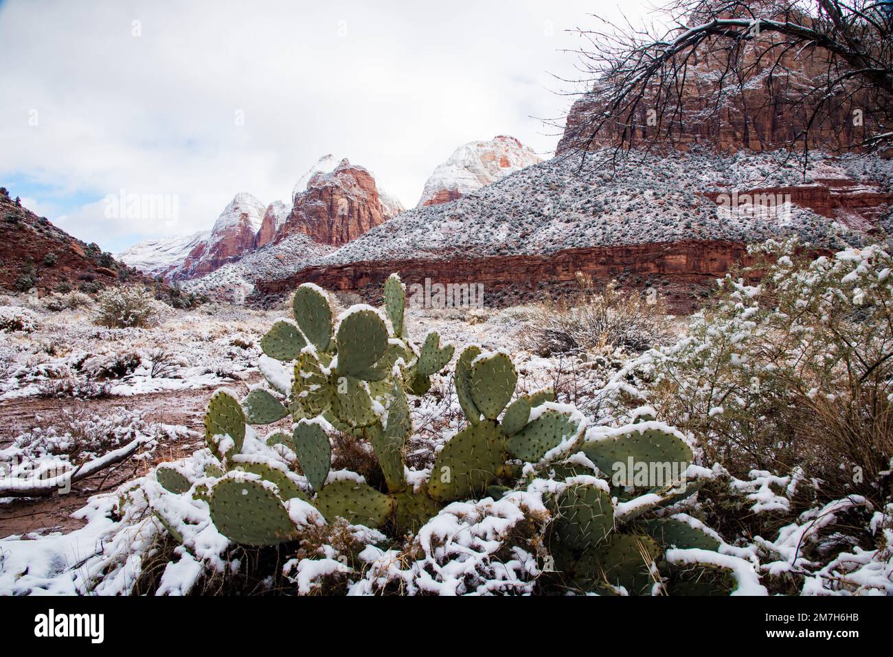 Winter snowfall in Zions National Park, Utah, USA.  This magnificent park is transformed into a winter wonderland after a heavy storm. Stock Photo
