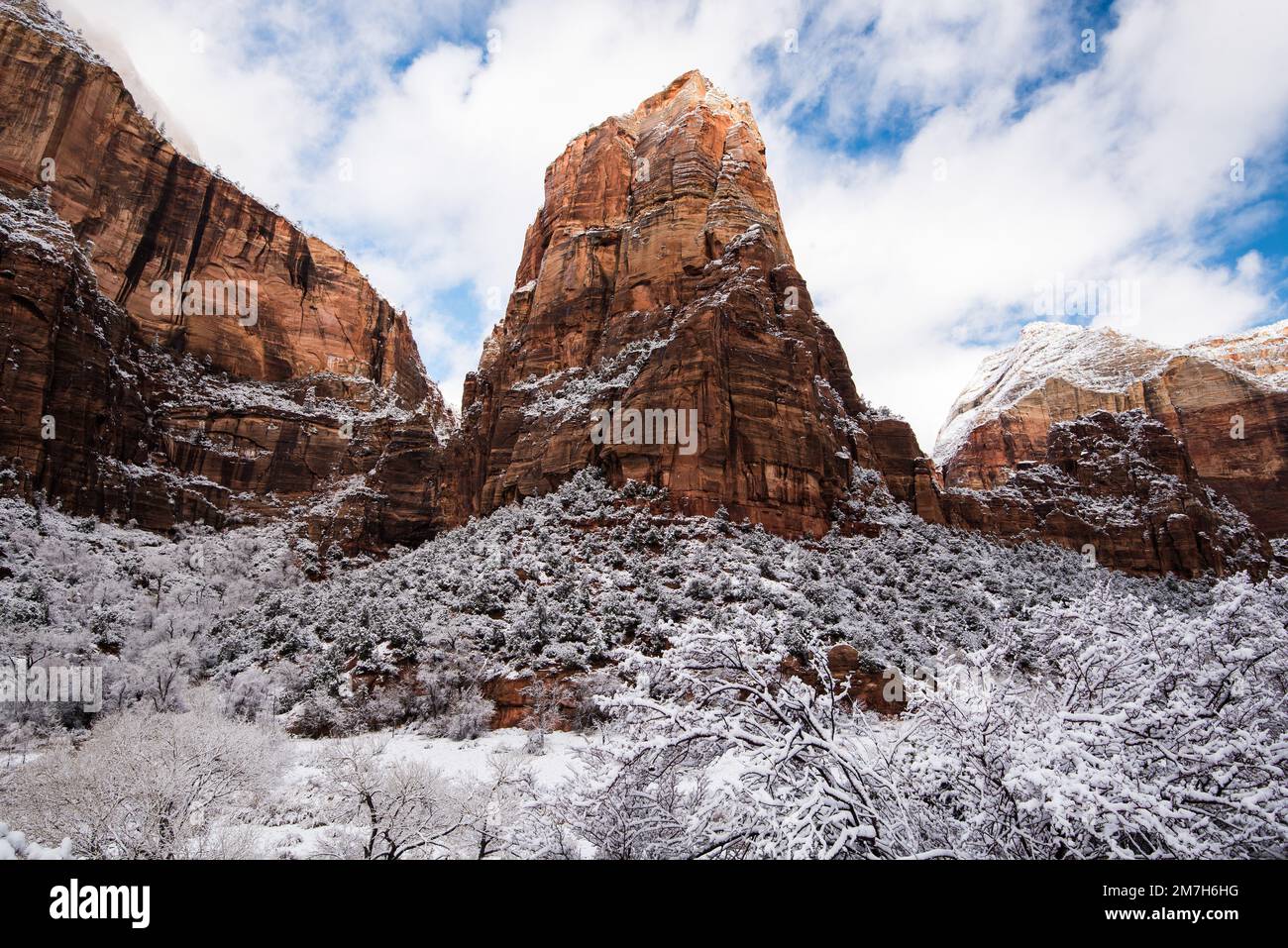 Winter snowfall in Zions National Park, Utah, USA. This magnificent