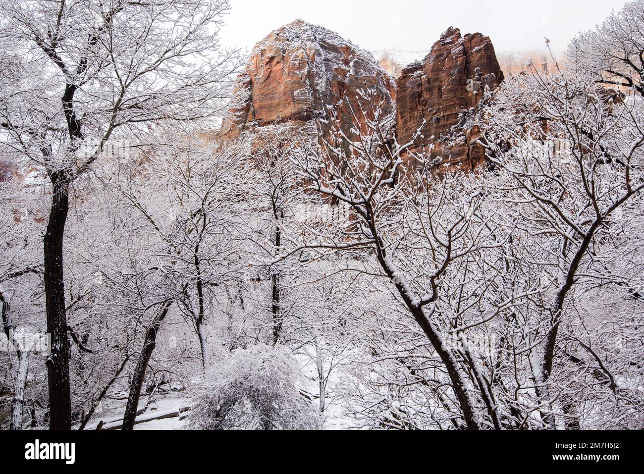 Winter snowfall in Zions National Park, Utah, USA. This magnificent