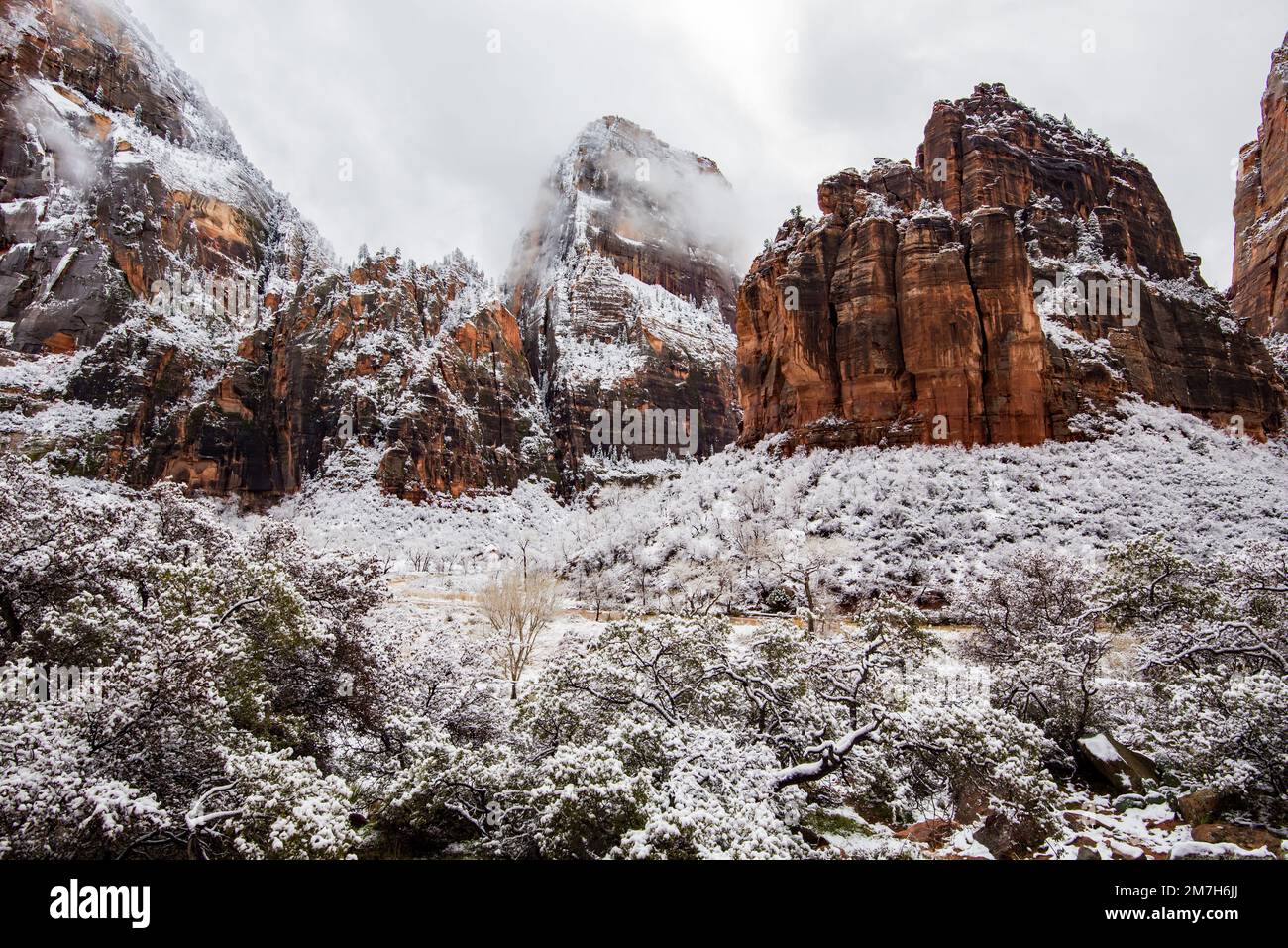 Winter snowfall in Zions National Park, Utah, USA. This magnificent