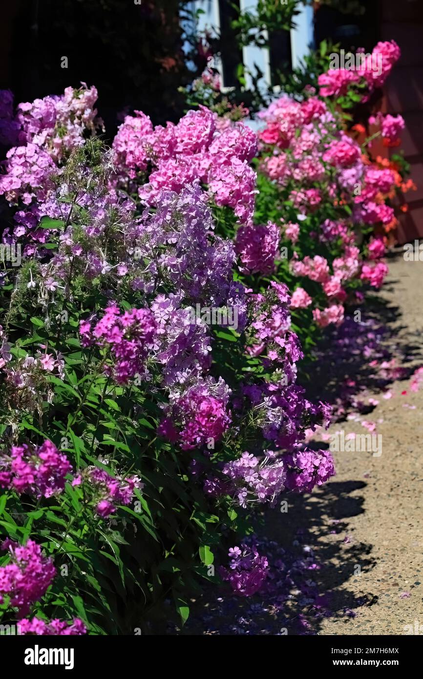 Long colorful expanse of a beautiful variety of shades of pinks and purple phlox on a summer day in St. Croix Falls, Wisconsin USA. Stock Photo