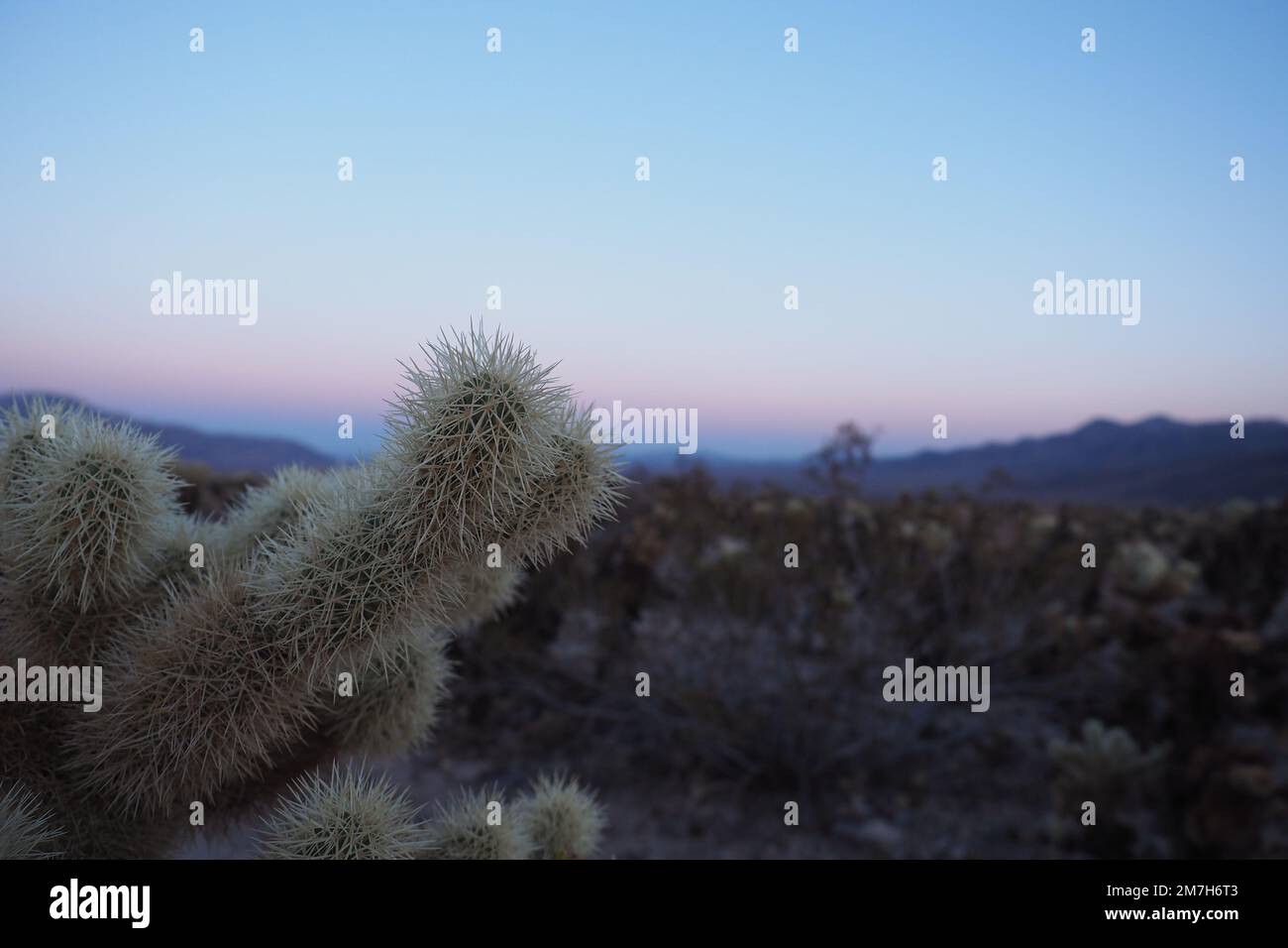 A cholla cactus in the foreground during blue hour at Joshua Tree National Park's Cholla Cactus Garden Stock Photo