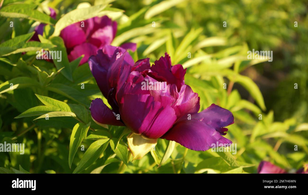 Peony bush in the home garden close-up. Spring flowering peony buds. Stock Photo