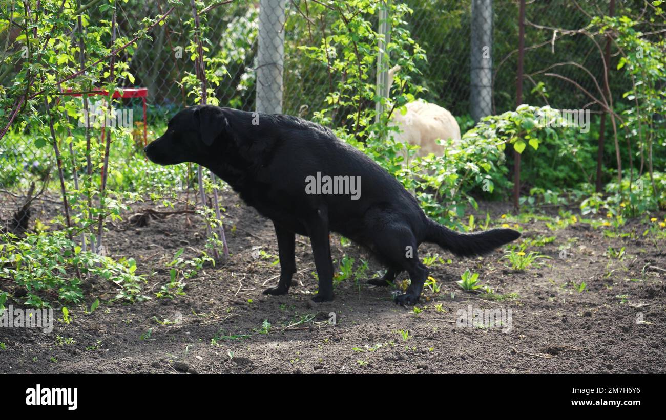 pissing in the garden brown labrador pissing in the garden. dog walks in the yard. pet walking  outdoors in spring Stock Photo - Alamy