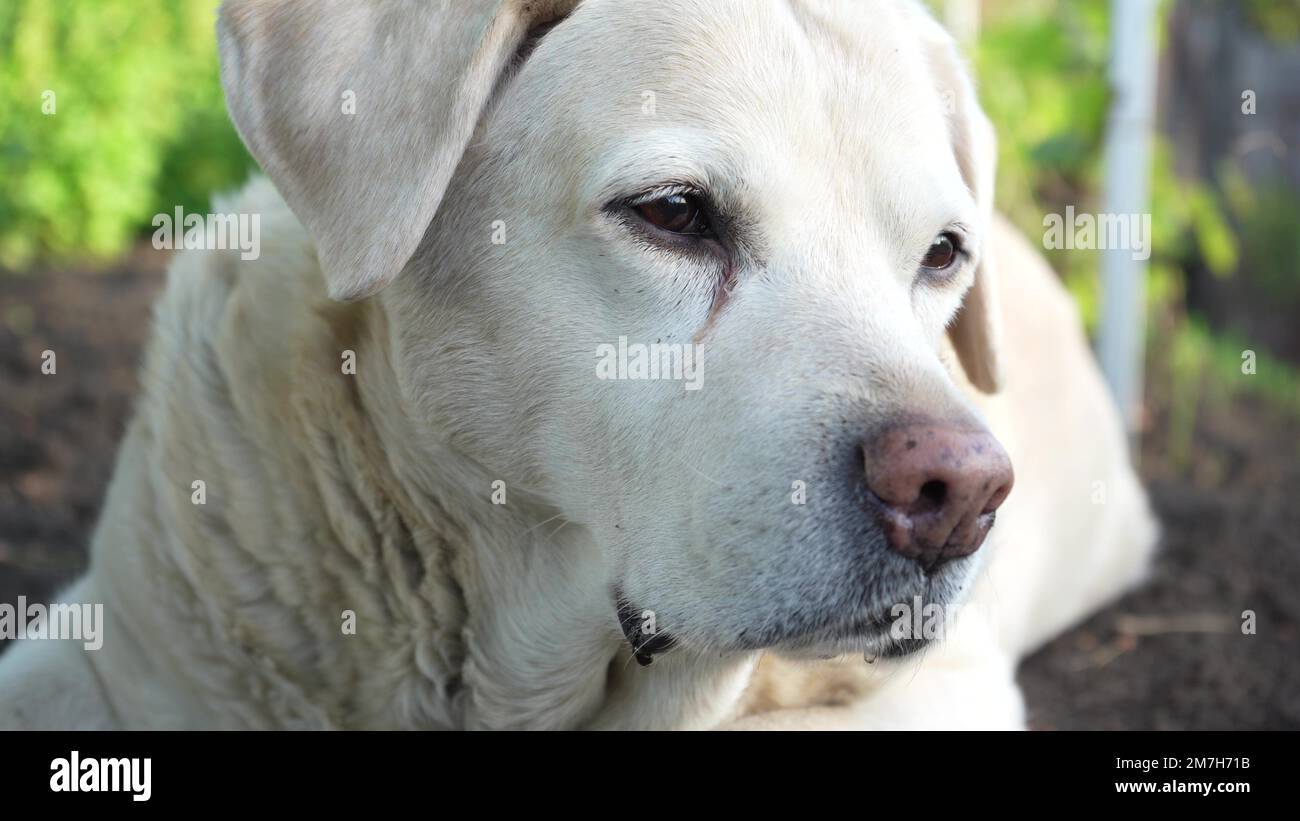 fawn labrador lies on the ground in spring. the dog is hot. the pet