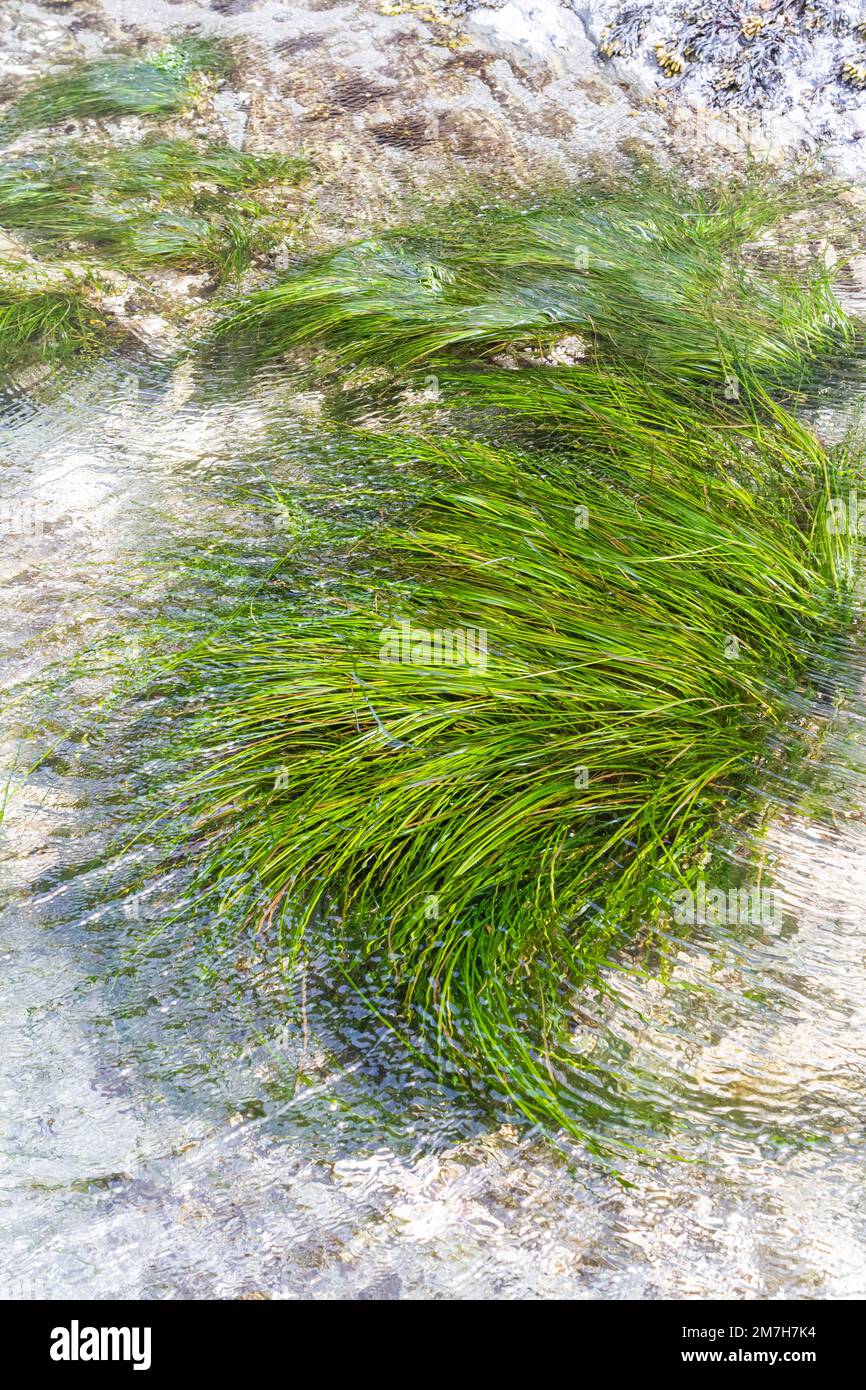 Bright green common eelgrass (Zostera marina), also known as seawrack, growing in a shallow tide pool at the Hole-in-the-Wall sea arch at Rialto Beach Stock Photo