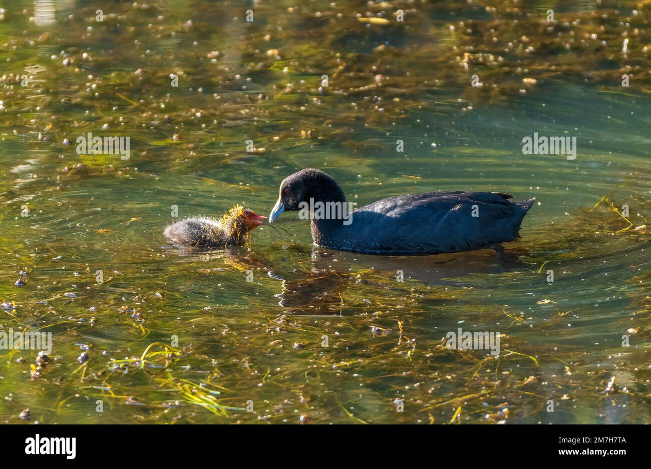 Australian coot (Fulica atra australis)  are medium-sized water birds that are members of the rail family. Stock Photo