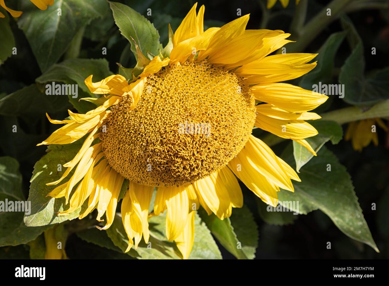 Sunflower fields and close up sunflowers at sunset, Norfolk, East Anglia, UK Stock Photo