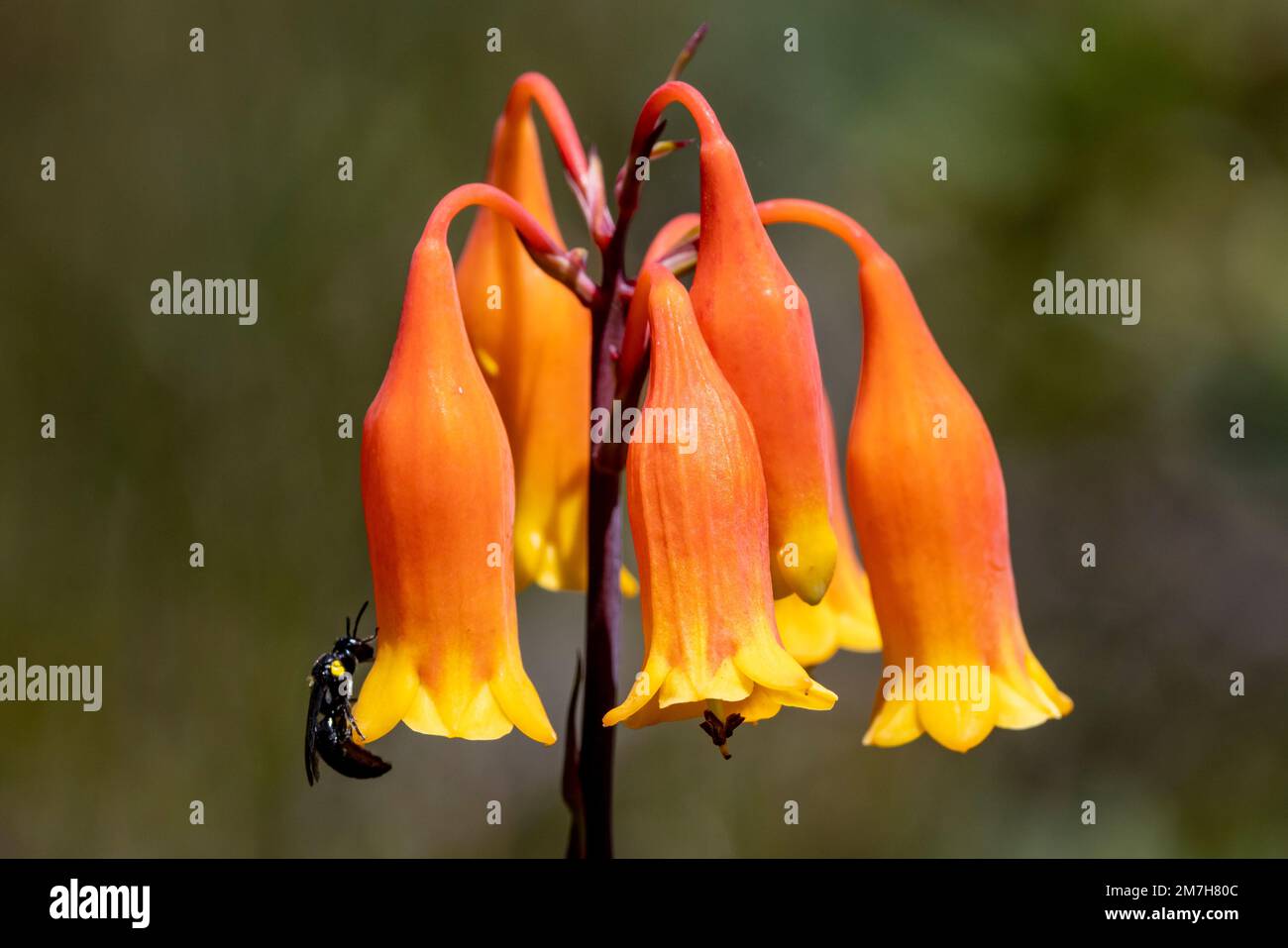 Australian Christmas Bells flower with wasp Stock Photo