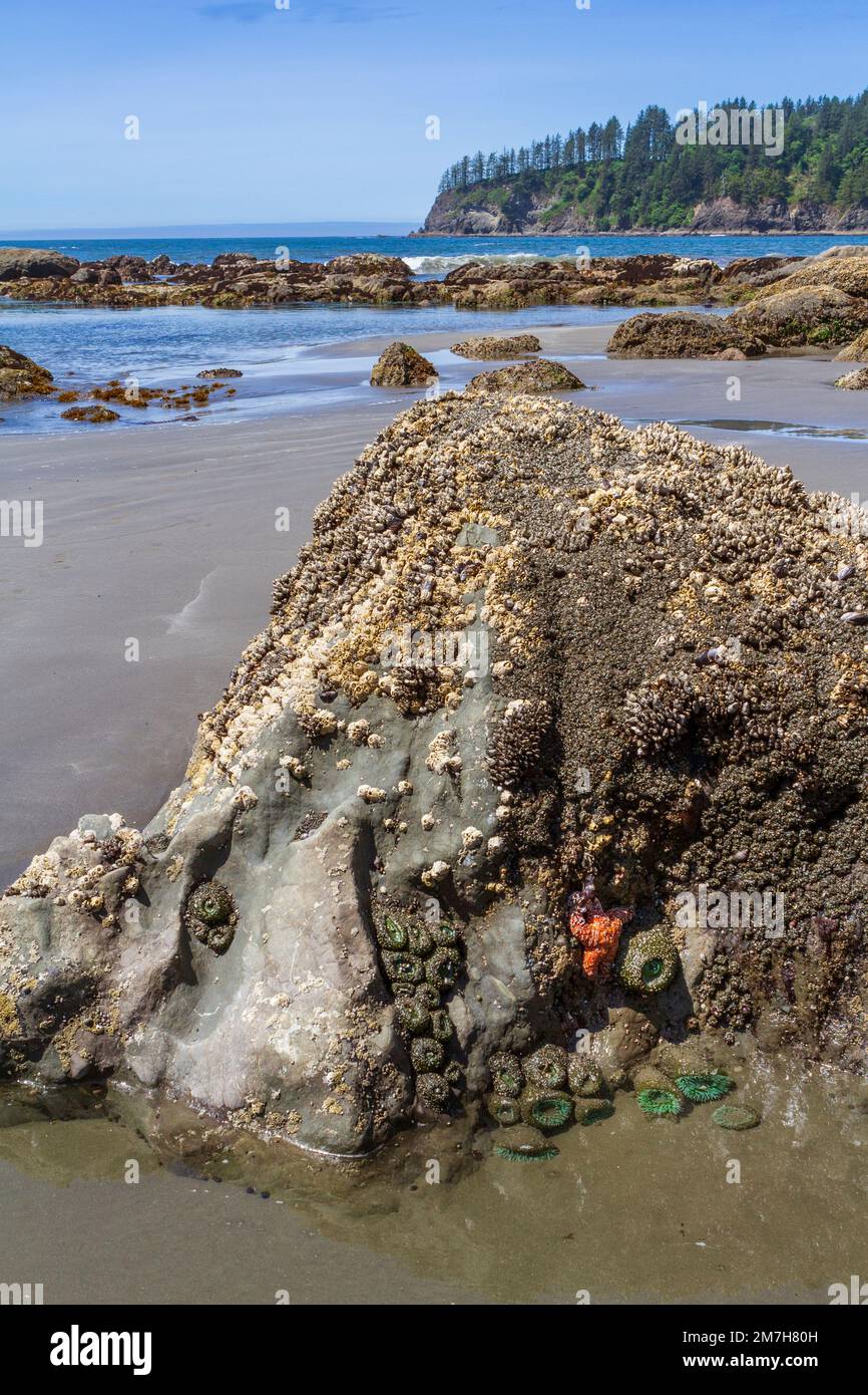 Marine life on a large rock and in a tide pool at Third Beach, Olympic National Park, Washington, USA, with Teahwhit Head in the background. Stock Photo