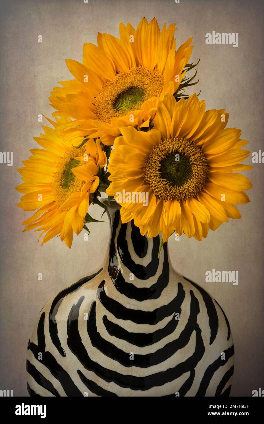 Three Sunflowers In Striped Vase Stock Photo