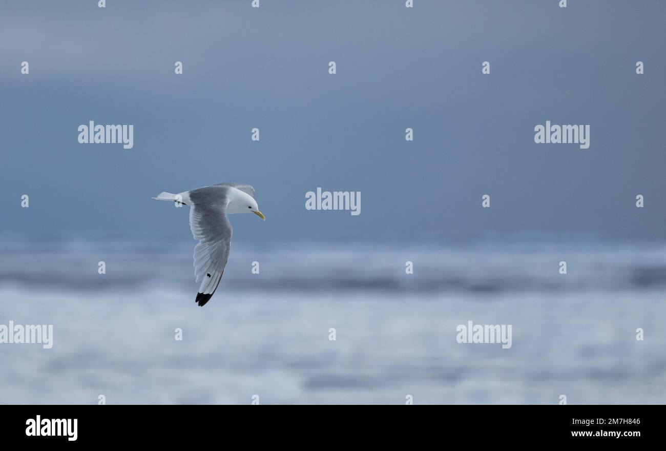Black legged Kittiwake (Rissa tridactyla) flying over the Arctic Ocean and ice floes north of the archipelago of Svalbard, Norway Stock Photo