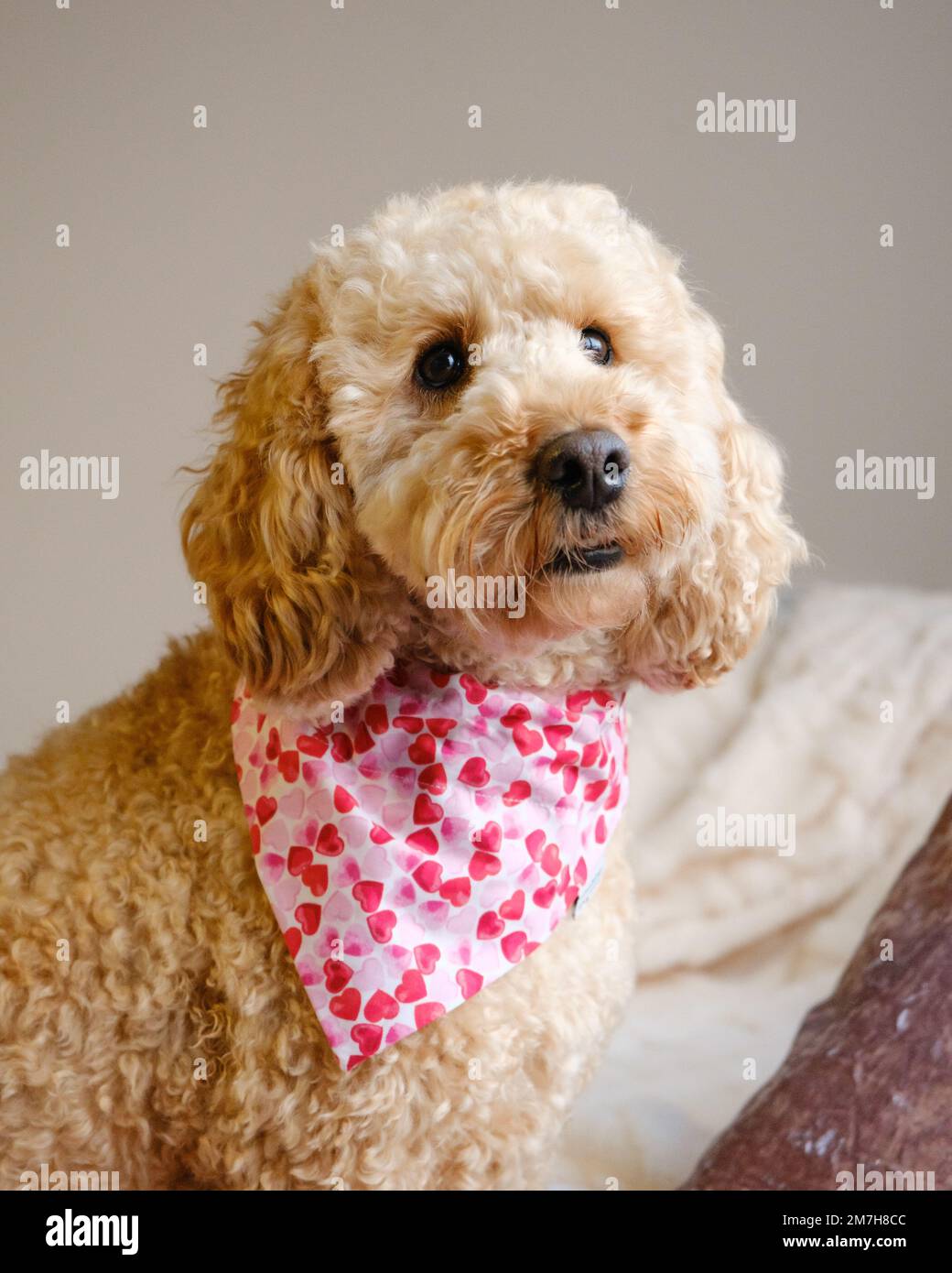cockapoo bandana