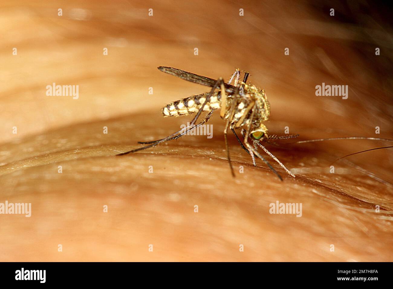 Mosquito (Culex sp.) Stock Photo