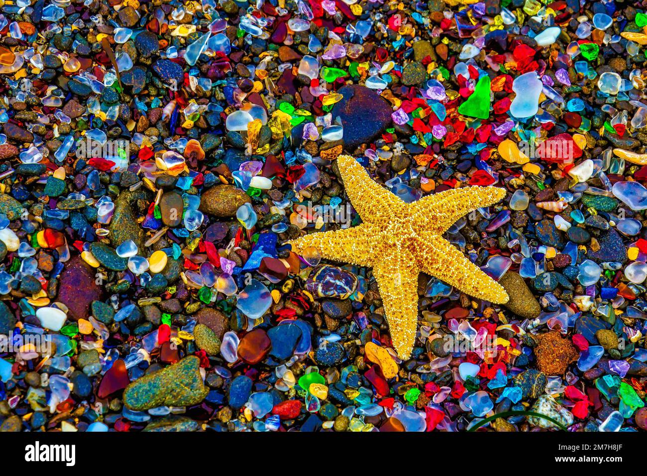 Syarfish Among Sea Glass Stock Photo - Alamy