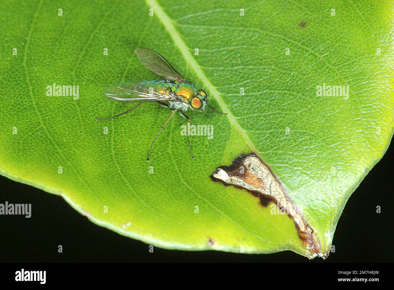 Long legged green fly (Parentia sp.) Stock Photo