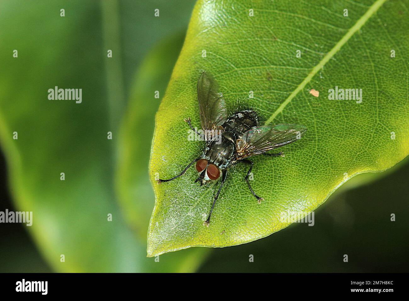 Bristle fly (Tachinidae) Stock Photo
