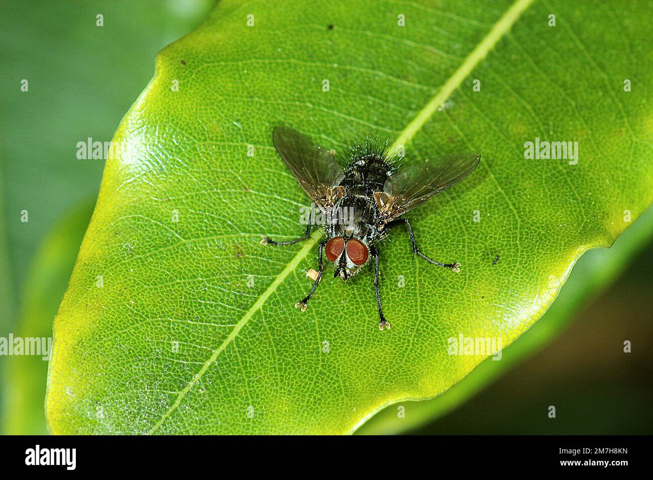 Bristle fly (Tachinidae) Stock Photo