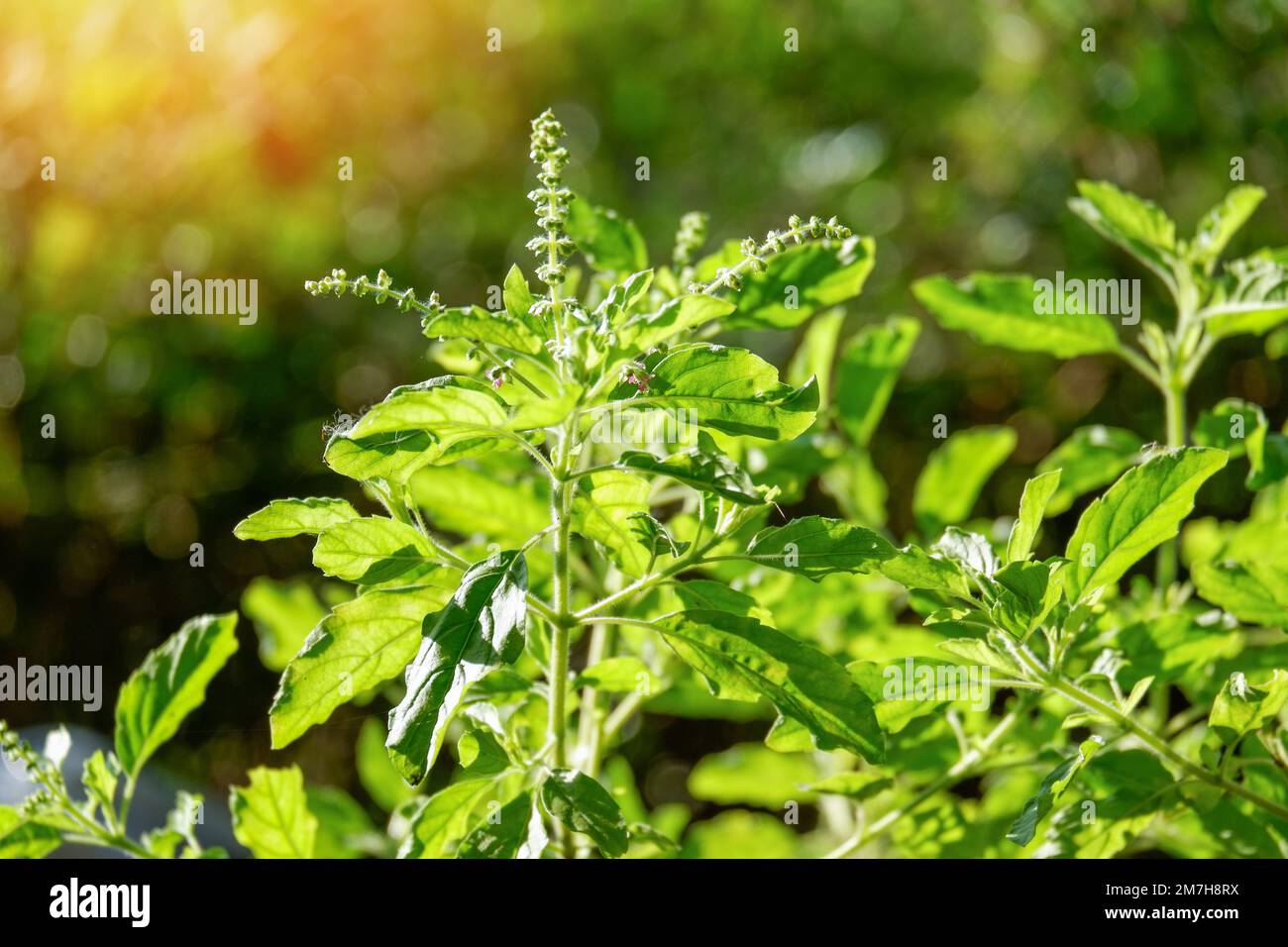 Holy basil sweet basil plant tree leaves fresh green holy basil leaf