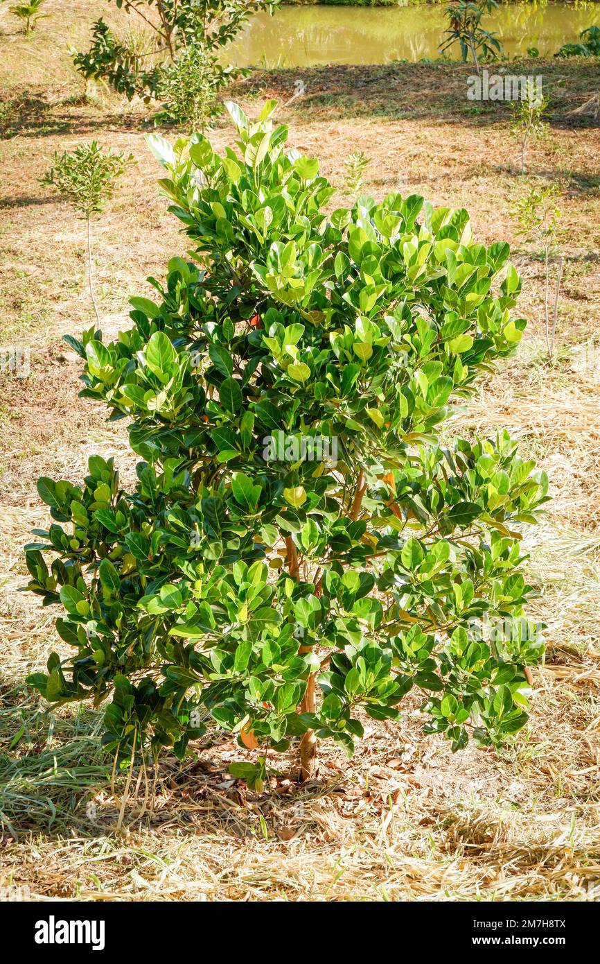 Jackfruit tree in orchard.Jackfruit tree plant in the garden farm Stock