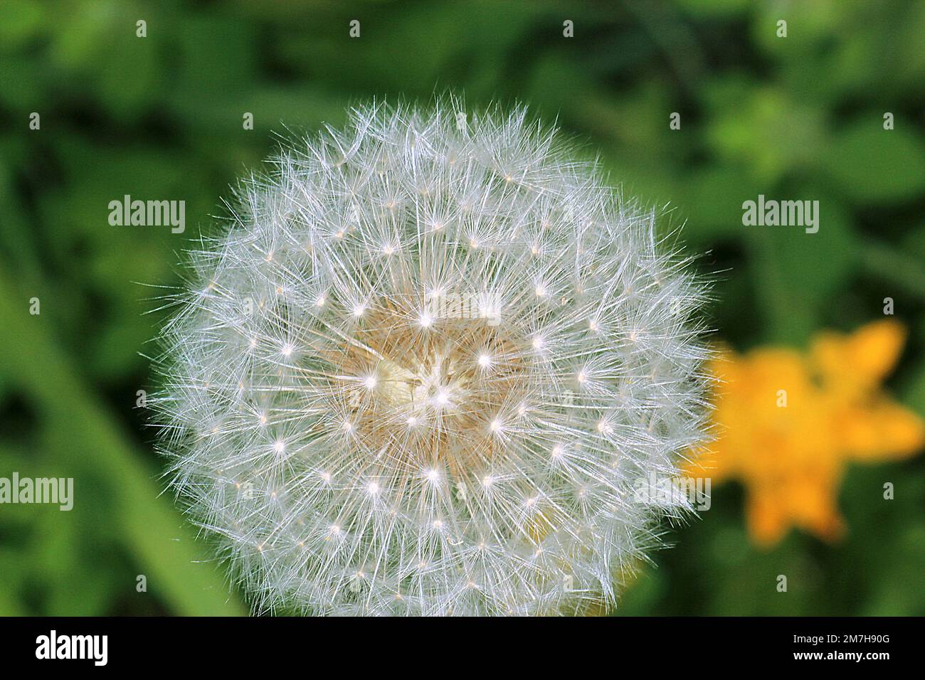 Dandelion flower seed head Stock Photo