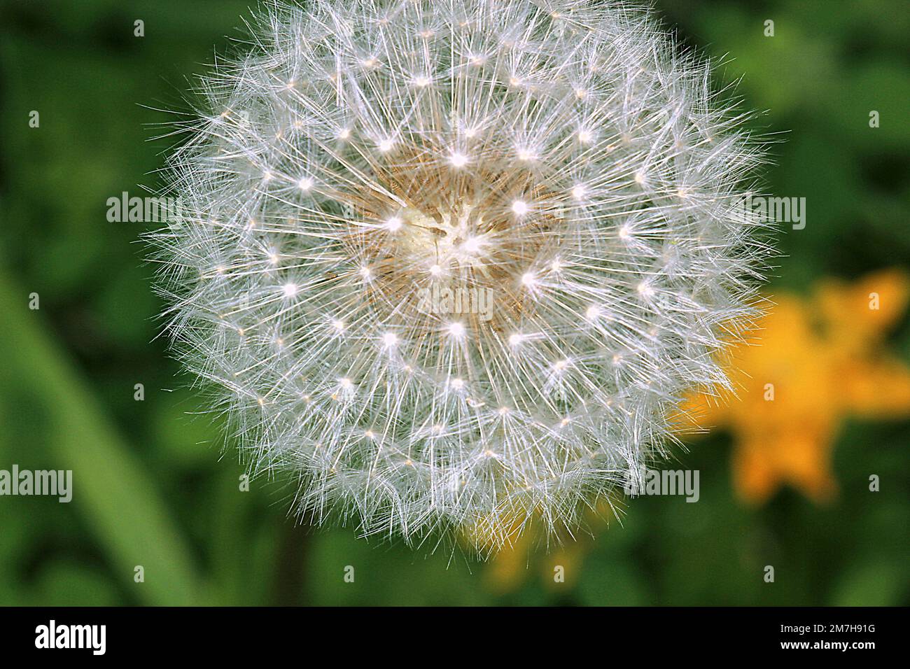 Dandelion flower seed head Stock Photo