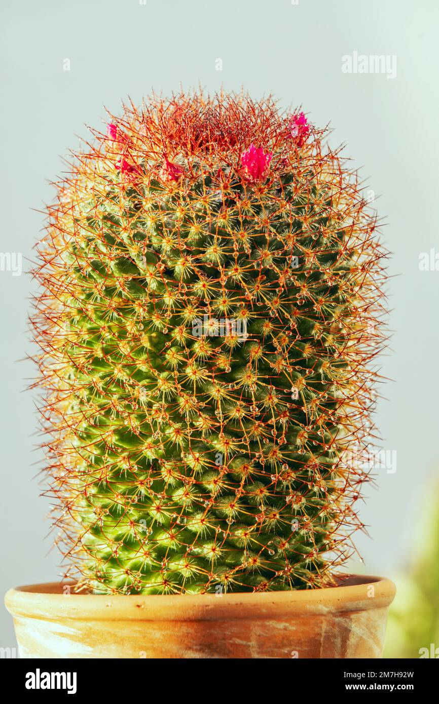 Mammillaria spinosissima is a species belonging to the Cactaceae family, endemic to Guerrero and Morelos in Mexico. Its natural habitat is arid desert Stock Photo
