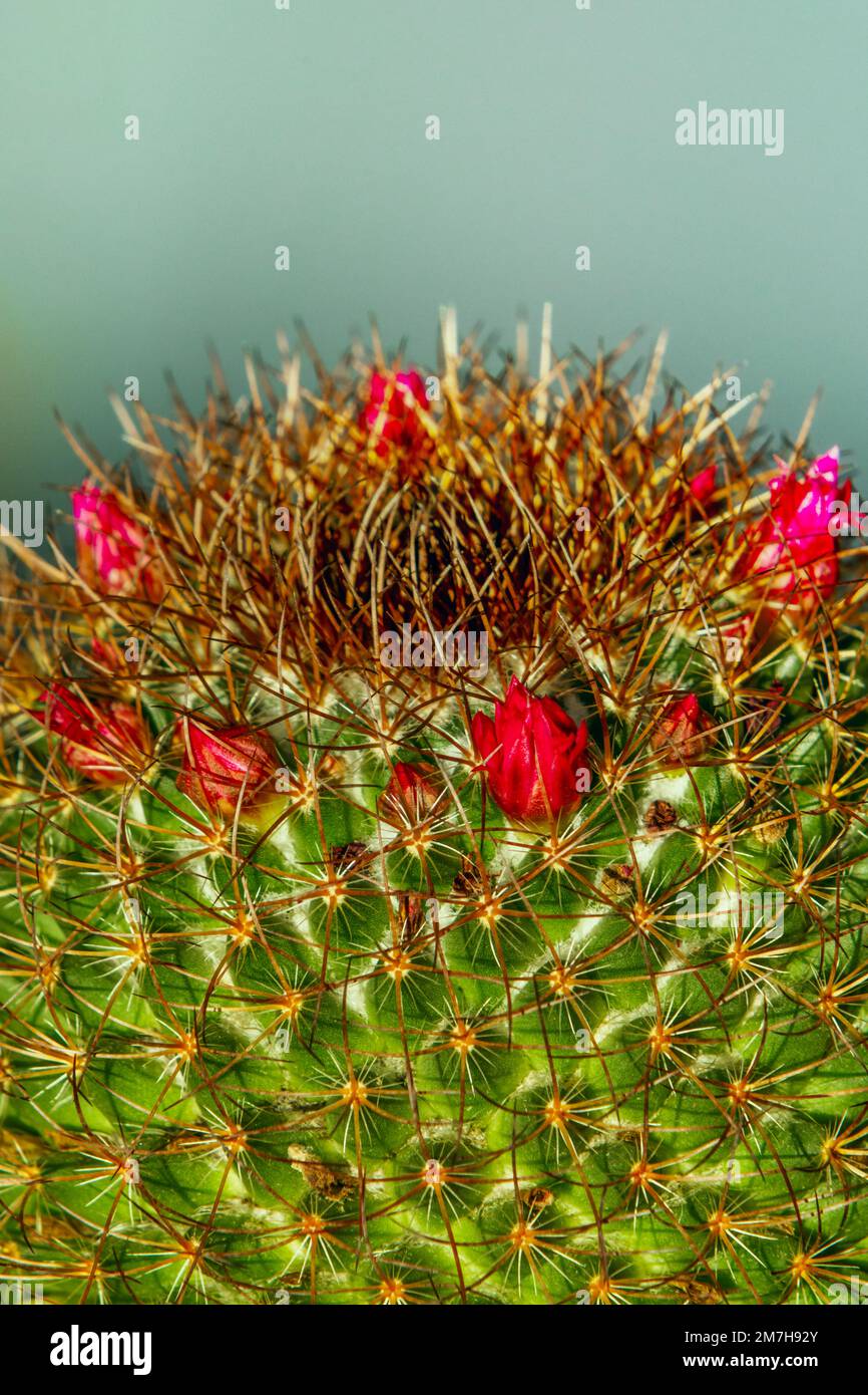 Upper part of Mammillaria spinosissima with its sharp tips and small red flowers Stock Photo